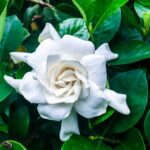 Gardénie vznešená GARDENIA-BUSH-1
