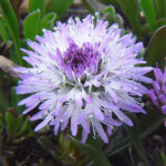 GLOBULARIA-CORDIFOLIA-1