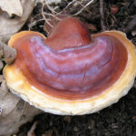 Ganoderma_lucidum_01