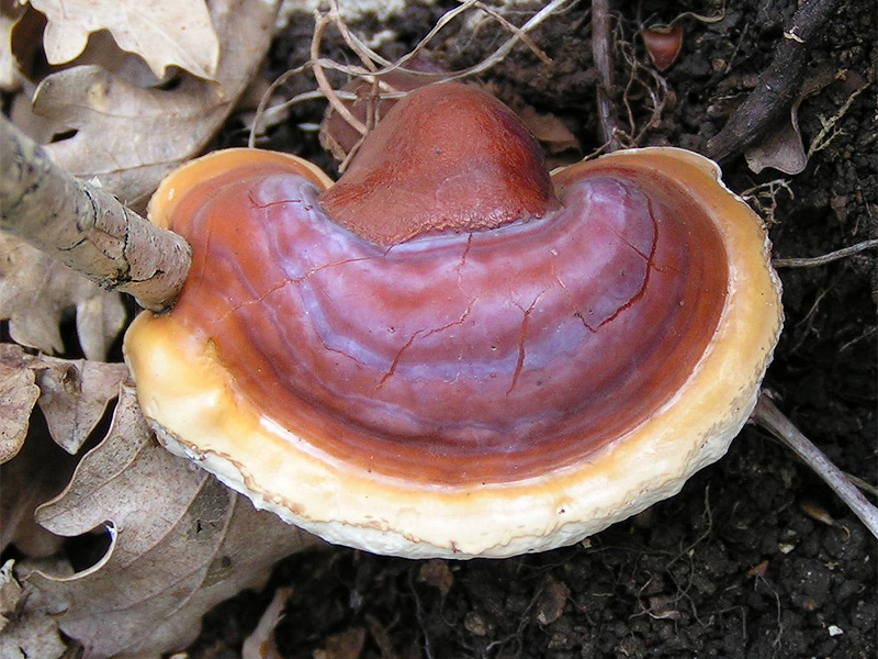 Lesklokorka lesklá