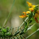 Genista_anglica