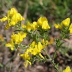 Genista_pilosa13