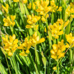 Genista_sagittalis_at_Col_de_Joux_Plane_(3)