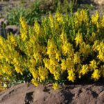 Genista_tinctoria_’nana’__G0163__04