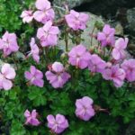 Geranium_dalmaticum_1