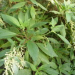 Gesnouinia_arborea_-_Berlin