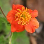 Geum_coccineum7