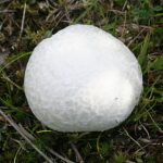 Giant_Puffball_(Calvatia_(Langermannia)_gigantea_)_-_geograph.org.uk_-_228993