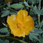 Glaucium_flavum_2015-06-16_442