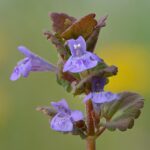 Stacked from 25 images