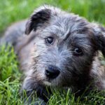 Glen-of-Imaal-Terrier-MP