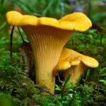 Golden-Chanterelle-Cantharellus-cibarius-in-duff.png