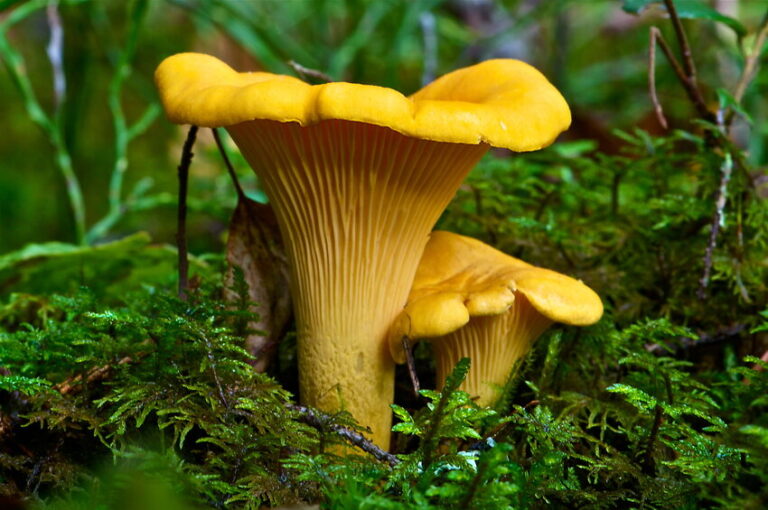 Golden-Chanterelle-Cantharellus-cibarius-in-duff.png