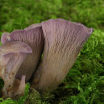 Gomphus_clavatus_best