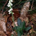 Goodyera_repens_Rheinland-Pfalz_01