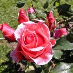 Grandiflora_-_Montezuma_3_(crop)
