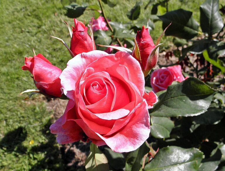 Grandiflora_-_Montezuma_3_(crop)