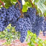 Grape_Mars_Vines-778ba979