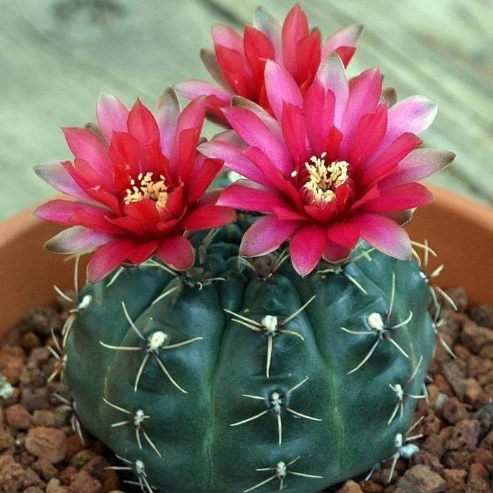 Gymnocalycium baldianum