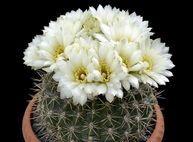 Gymnocalycium gibbosum