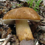 Gyroporus_castaneus_Pavelka