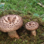 Habichtspilz-Sarcodon-imbricatus
