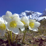Helleborus_niger_Kaiser
