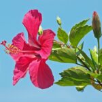Hibiscus-rosa-sinensis–Arun-Prabhu–CC-BY-NC