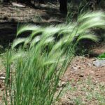 Hordeum-jubatum-P-web-N41