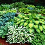 Hosta-Funkia-sazenice-Barevny-Mix-5-ks-sazenic-hostince-kazdy-jiny-Kod-vyrobce-5901878859170