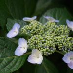 Hydrangea_anomala,_May_2016