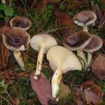 Hygrophorus_hypothejus_2