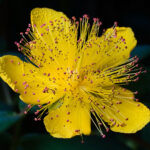 Hypericum_calycinum_Tasmania