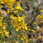 Hypericum_libanoticum_1