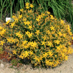 Hypericum_olympicum_Liberec_1