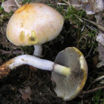 Hypholoma radicosum2