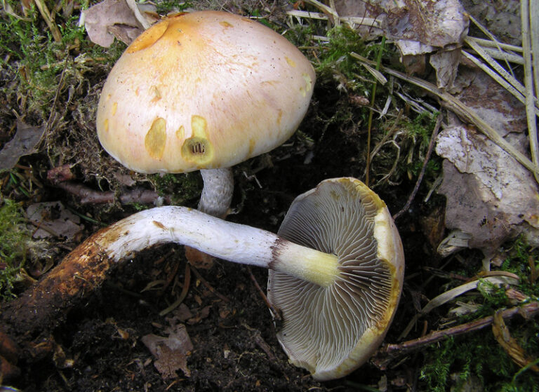 Třepenitka kořenující Hypholoma radicosum2