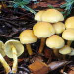 Třepenitka svazčitá Hypholoma_fasciculare(fs-05)