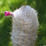 IMG_2883_1000k