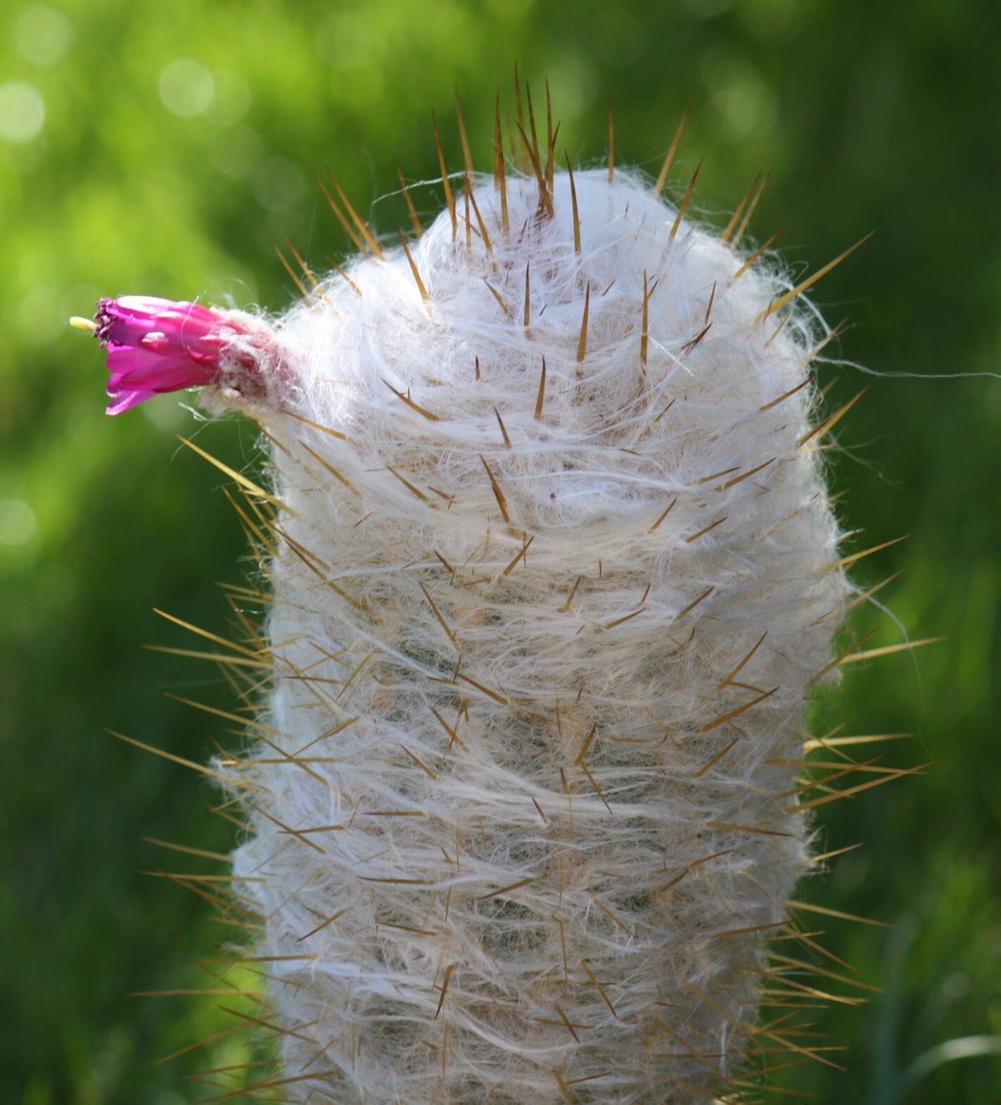 Oreocereus trollii
