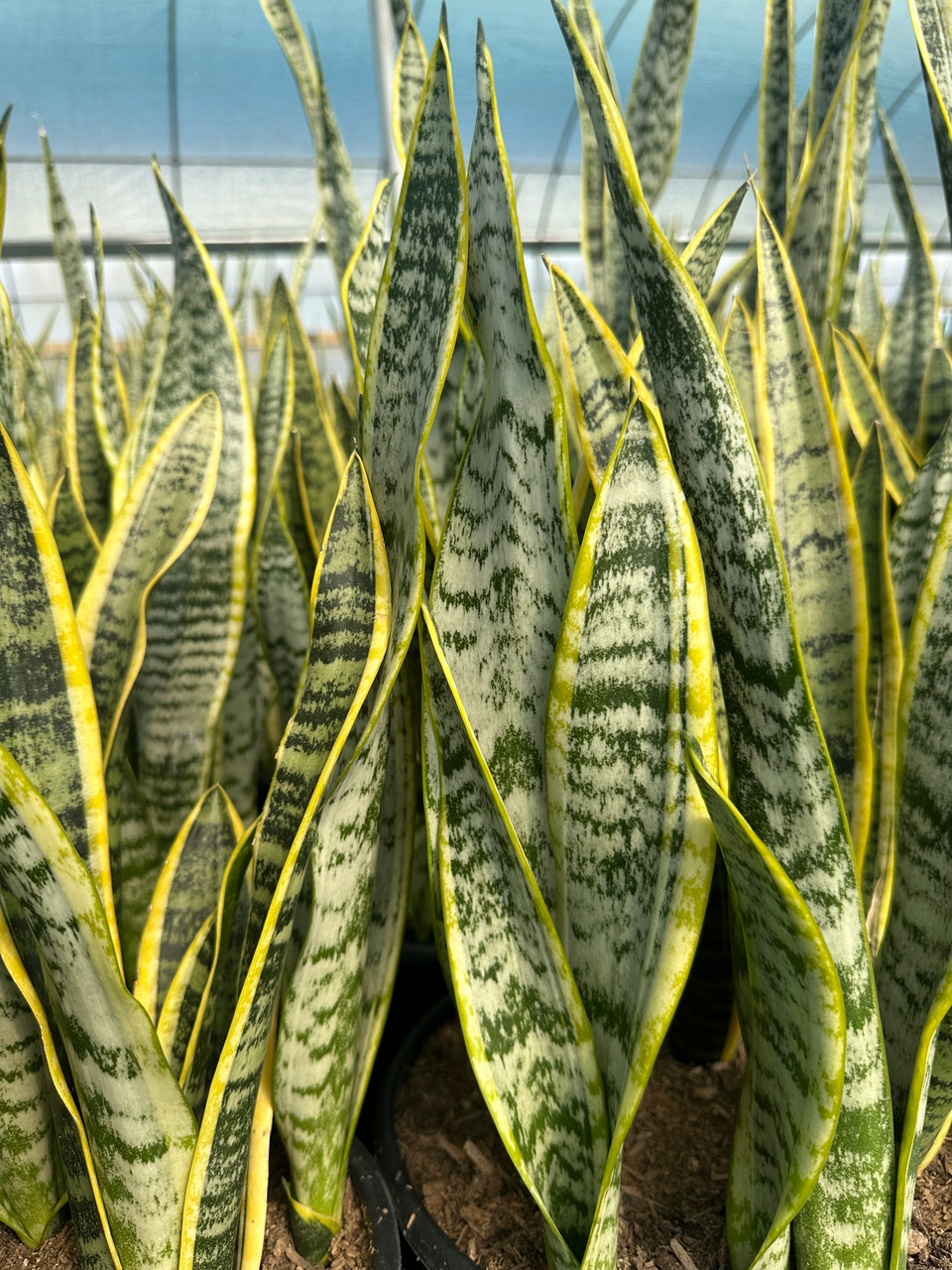 Sansevieria