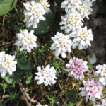 Iberis_saxatilis_L._(Brassicaceae)-1F