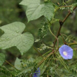 Ipomoea-hederacea-USDA-PJ-Alexander