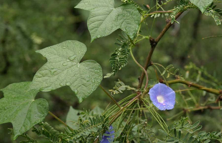 Impomoea hederacea