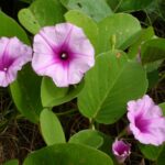 Povíjnice kozí noha Ipomoea_pes-caprae_3