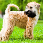Irish soft coated wheaten terrier