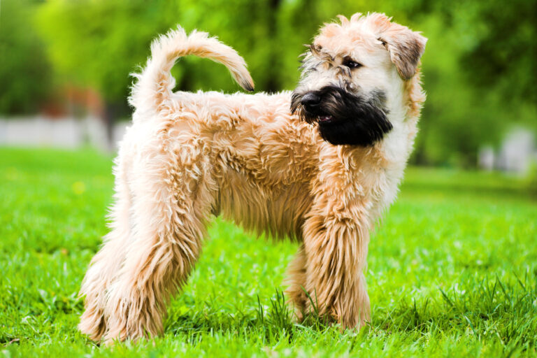 Irish soft coated wheaten teriér