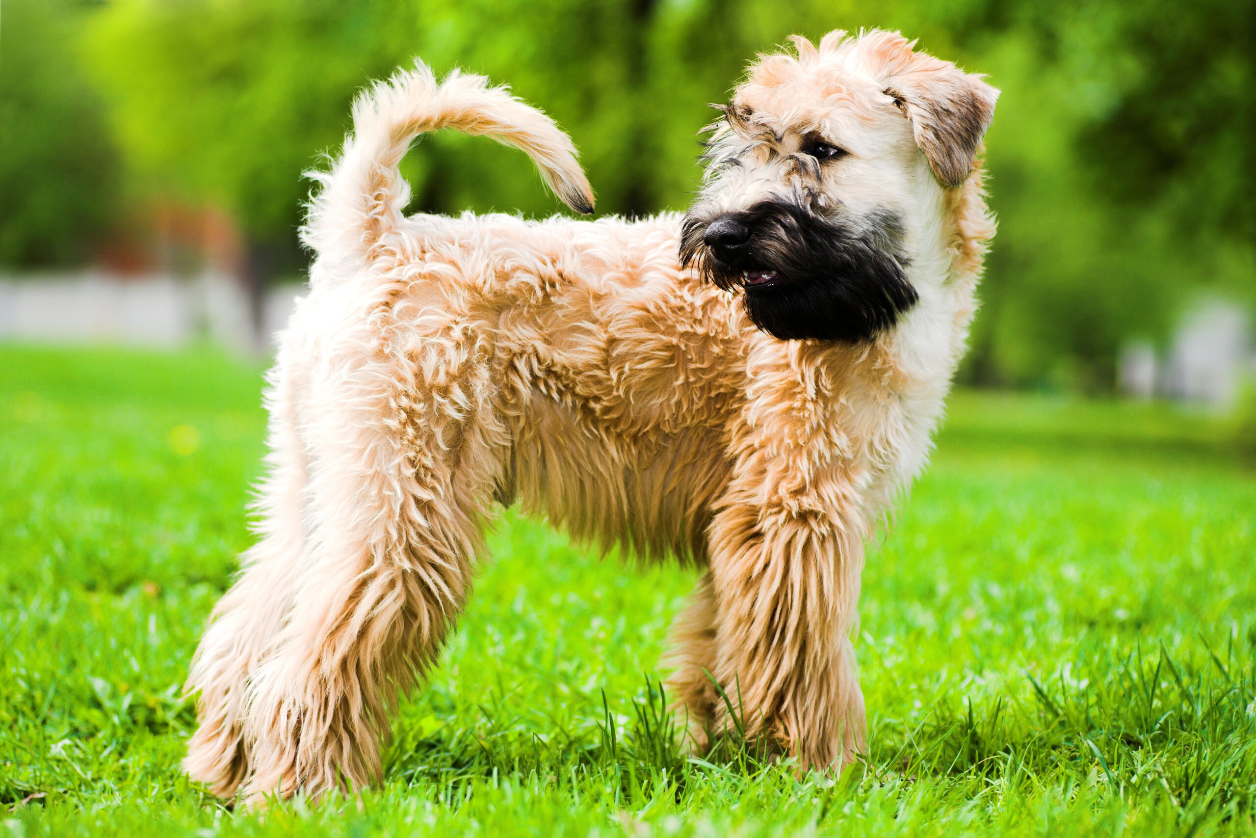 Irish soft coated wheaten teriér