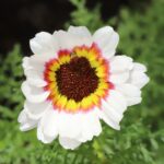 Ismelia_versicolor2