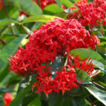 Ixora-Coccinea